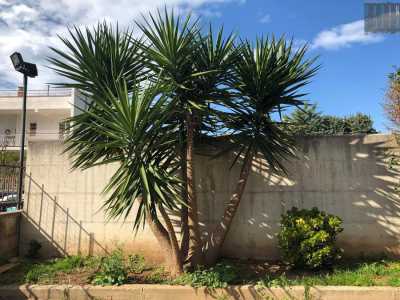 E da allora si sono susseguiti una serie di "patti" simili. Prima con un negozio di elettrodomestici in via Saverio Lioce: qui, in un fondo all'epoca incolto, la Argentiero ha sistemato un'imponente yucca... 